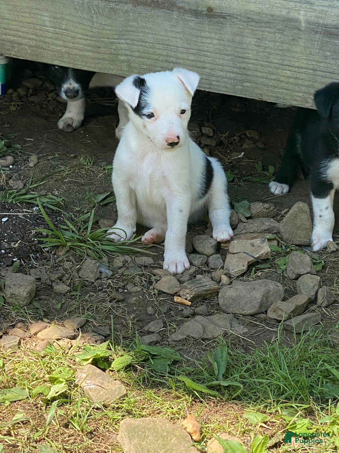 Border Collie dogs for sale: Hanger - Image 2