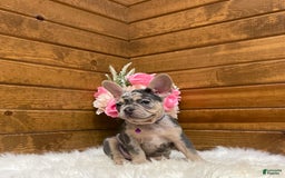 French Bulldog dogs for sale: Nila - Image 9
