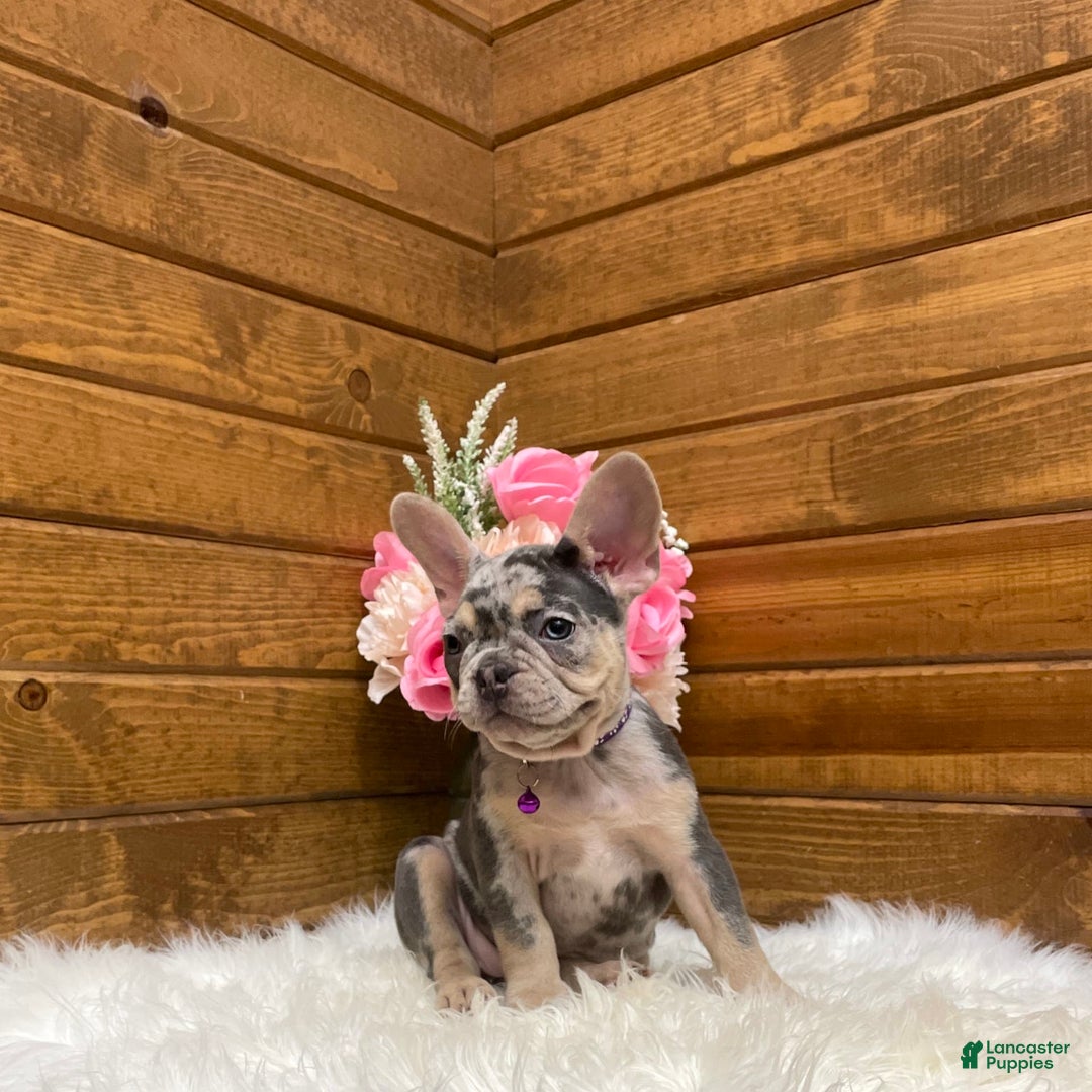 French Bulldog dogs for sale: Nila - Image 9