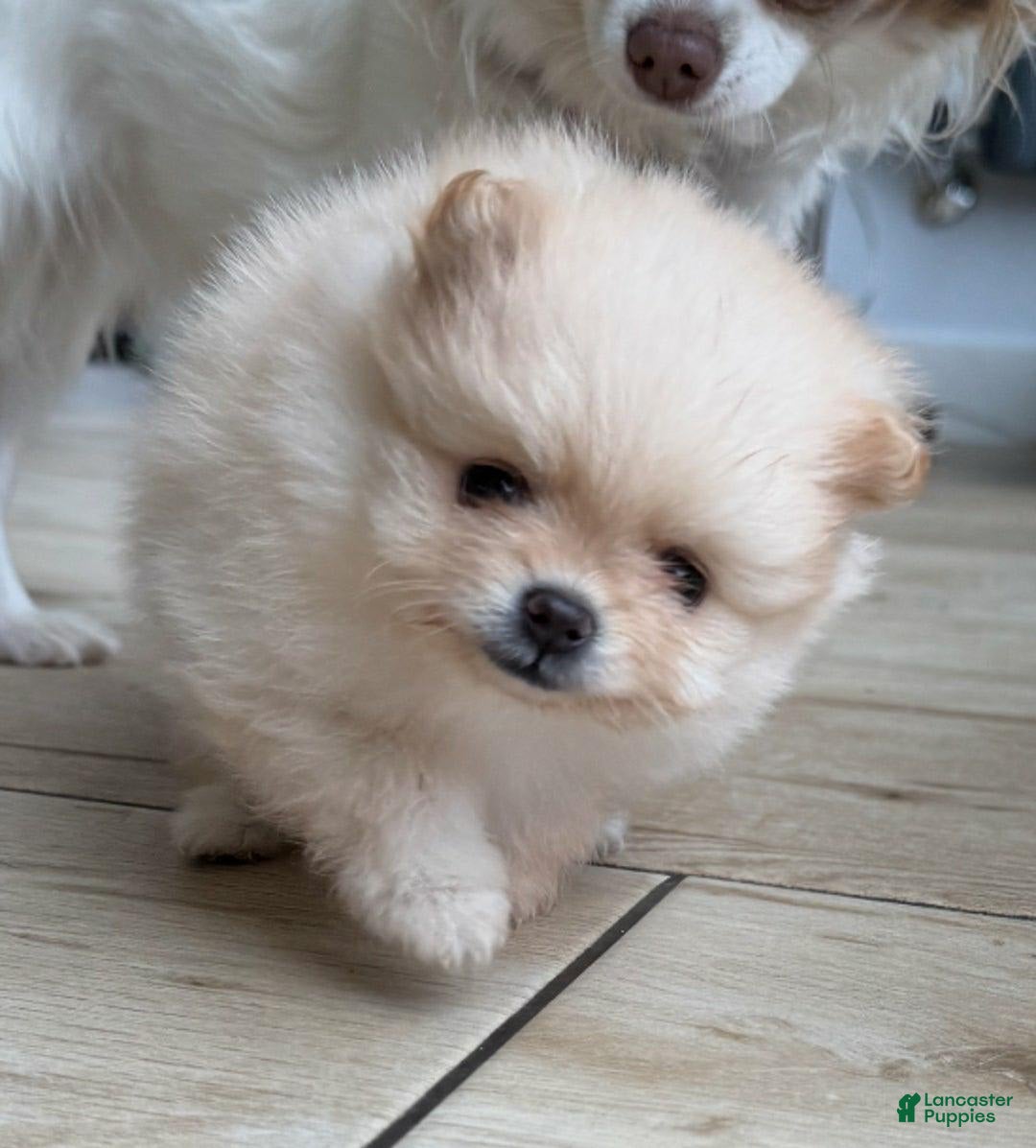 Pomeranian dogs for sale: Bunny - Image 1