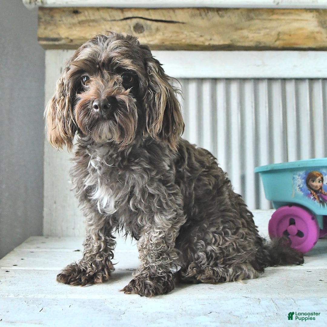 Maltipoo dogs for sale: Monroe - Image 6