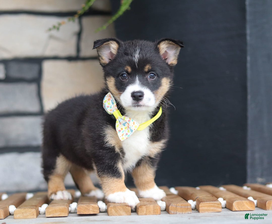 Welsh Corgi Pembroke dogs for sale: Rocco - Image 1