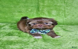 Shih Tzu dogs for sale: Bear - Image 16