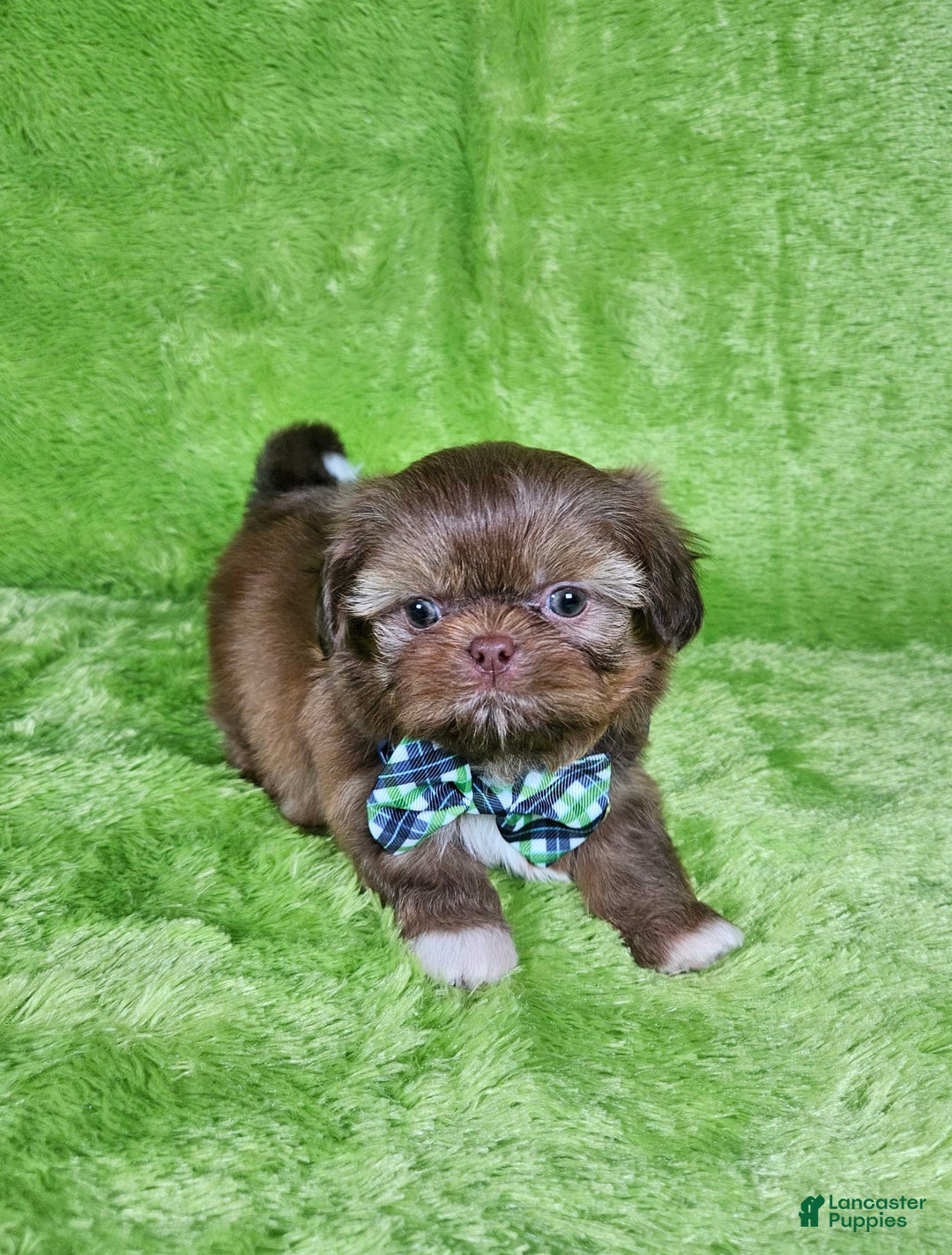 Shih Tzu dogs for sale: Bear - Image 16
