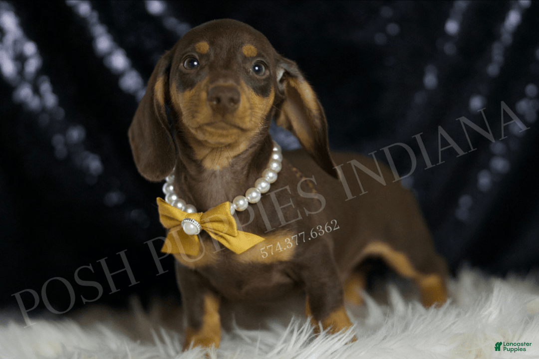 Miniature Dachshund dogs for sale: Bama - Image 2