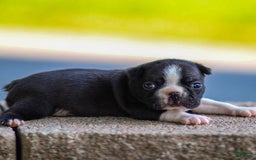 Boston Terrier dogs for sale: Patty - Image 1