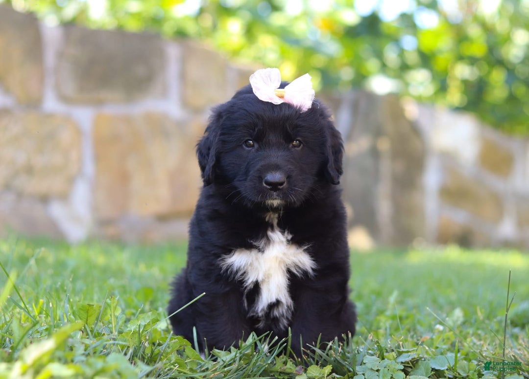 Newfoundland dogs for sale: Luna - Image 5