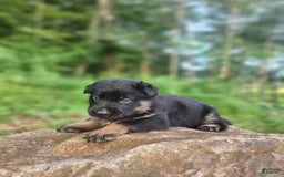 German Shepherd dogs for sale: Kai - Image 2