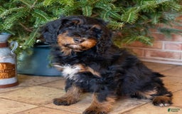 Mini Goldendoodle dogs for sale: Ms. Macy - Image 10