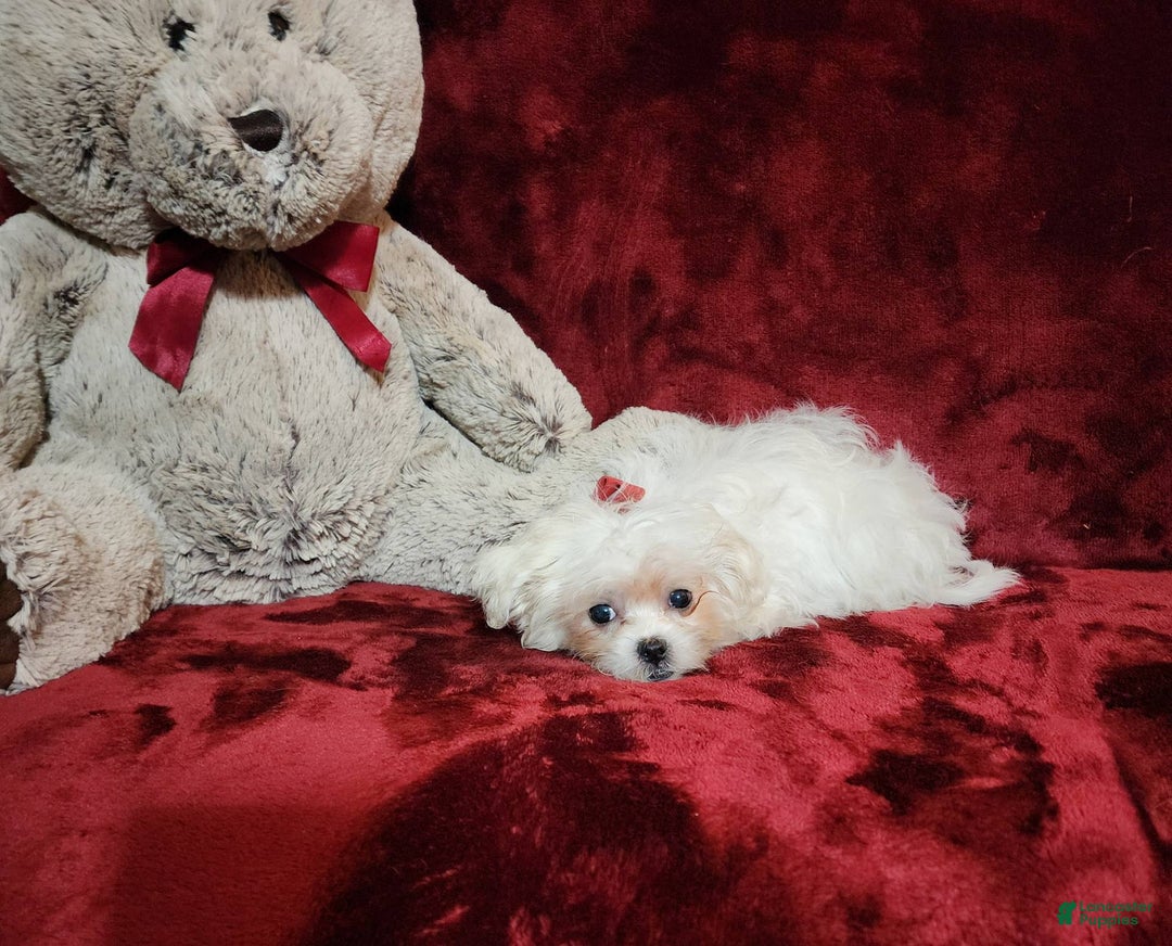 Malshi dogs for sale: Lacey - Image 2