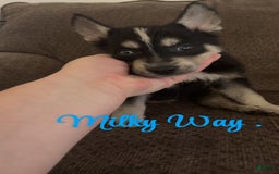 Gerberian Shepsky dogs for sale: Gerberian Shepsky 10 puppies - Image 2