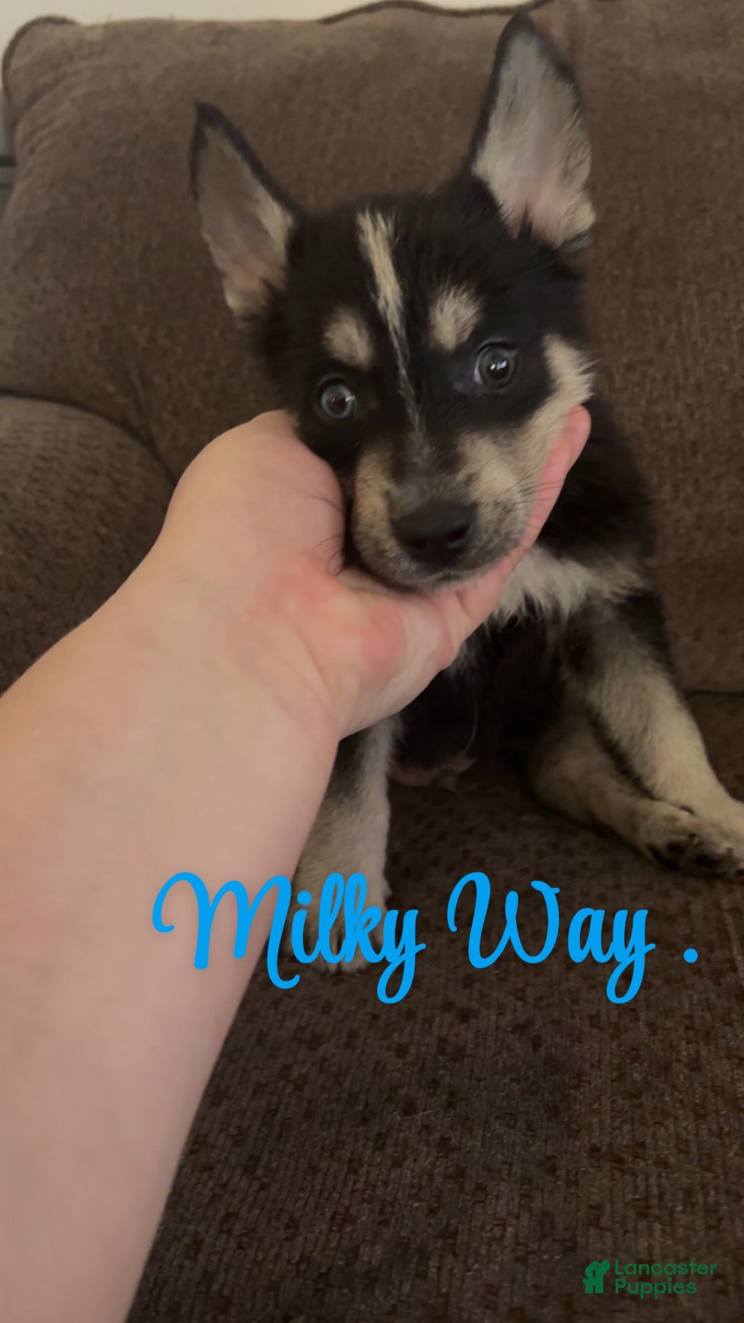 Gerberian Shepsky dogs for sale: Gerberian Shepsky 10 puppies - Image 2
