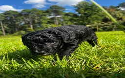 Aussiedoodle dogs for sale: Max - Image 5