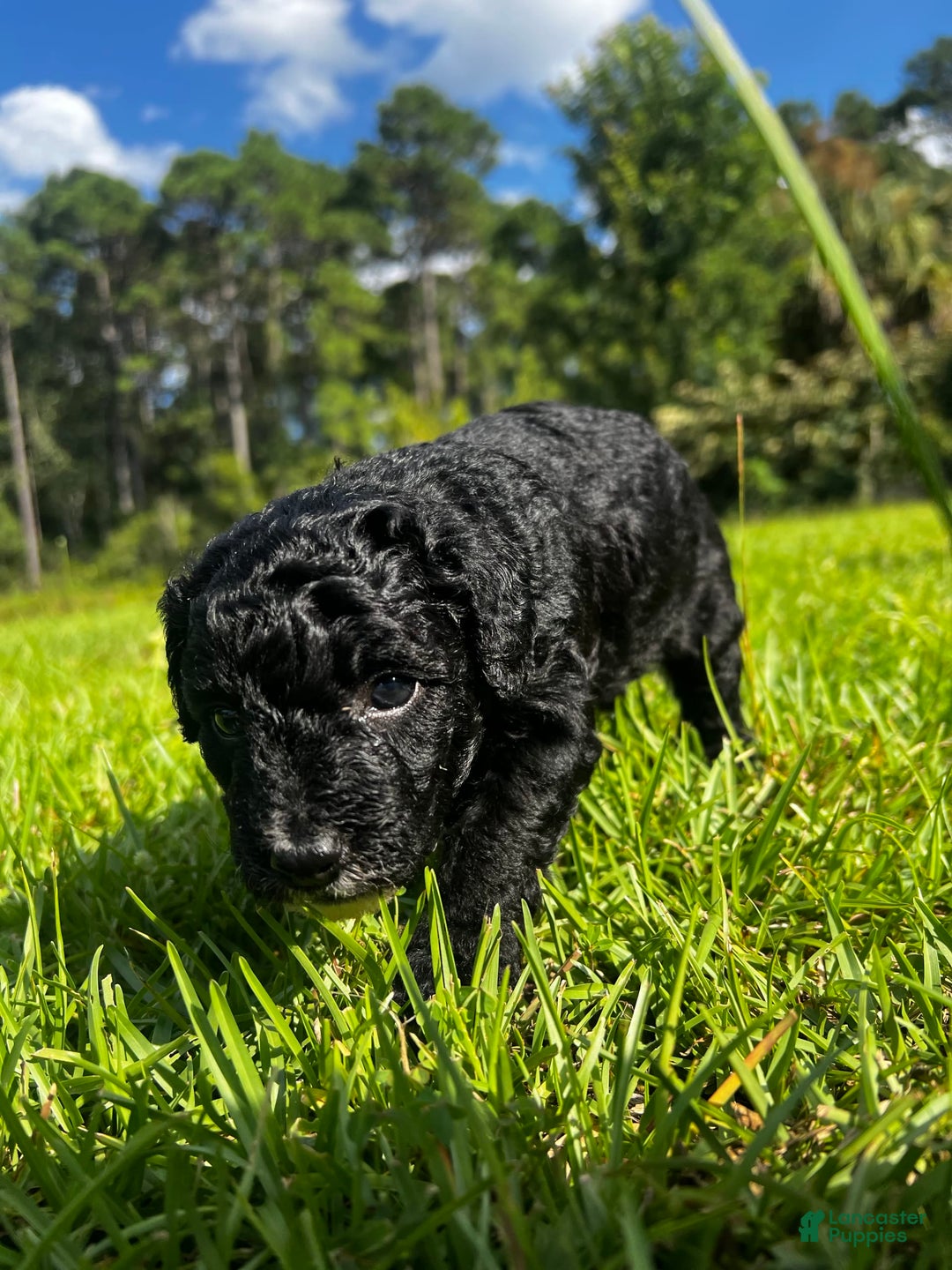Aussiedoodle dogs for sale: Max - Image 5
