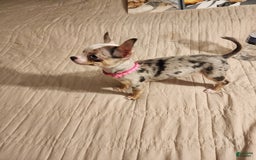 Chihuahua dogs for sale: Toy Lily - Image 1