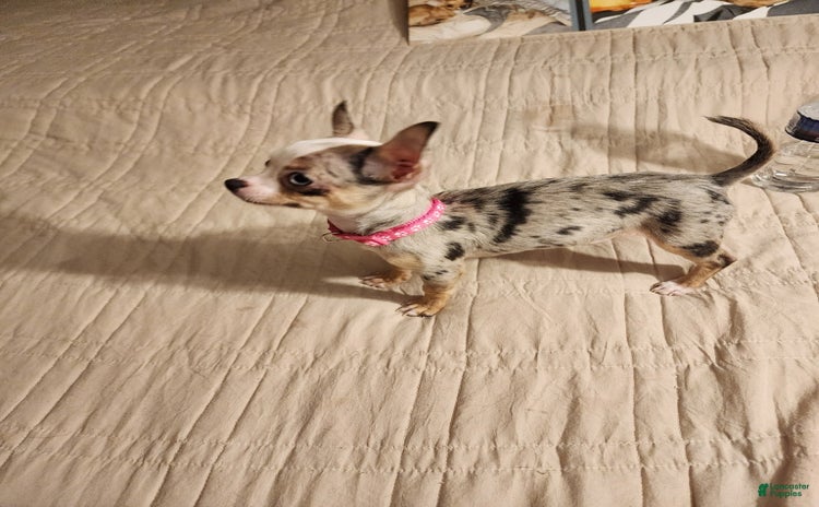 Chihuahua dogs for sale - Ad 2