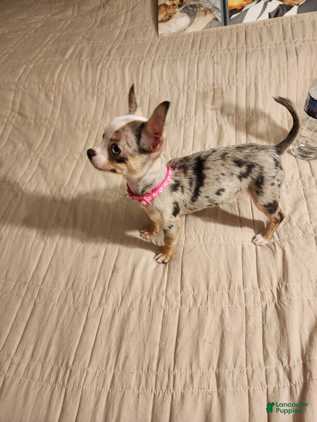 Chihuahua dogs for sale: Toy Lily - Image 1