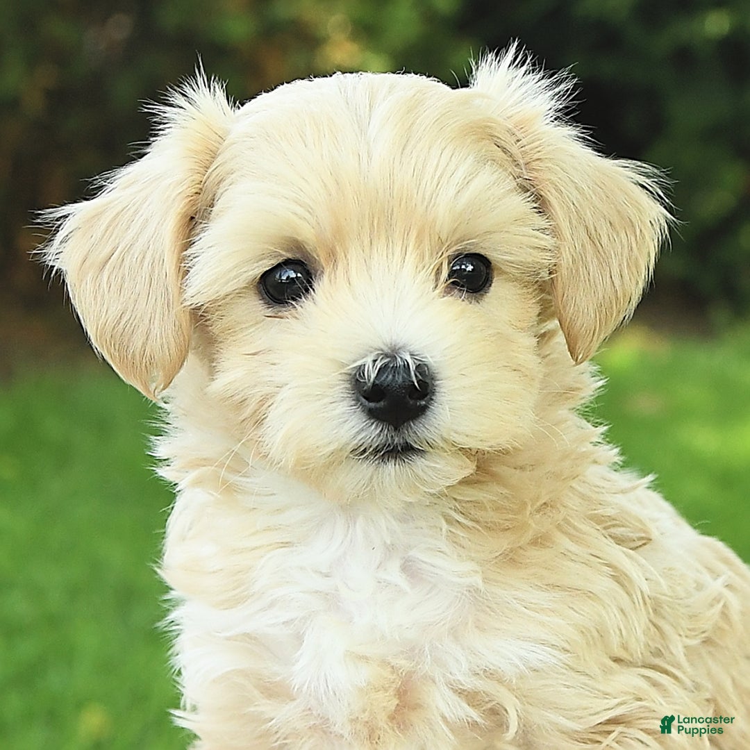 Maltipoo dogs for sale: Muddles - Image 6