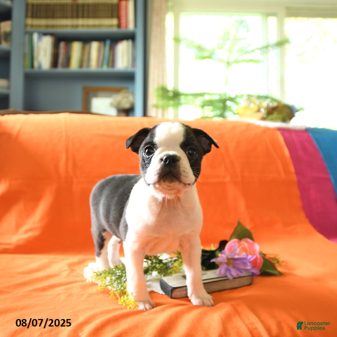 Boston Terrier dogs for sale: Lucas - Image 2