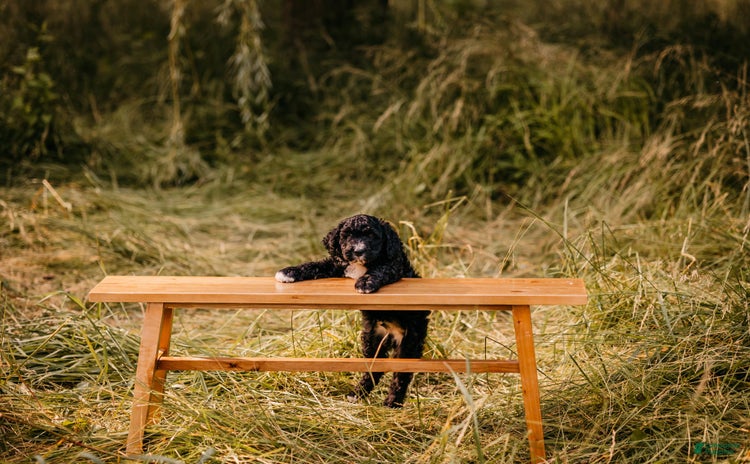Aussiedoodle dogs - Advert 32