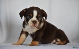 Beabull dogs for sale: Winston - Image 14