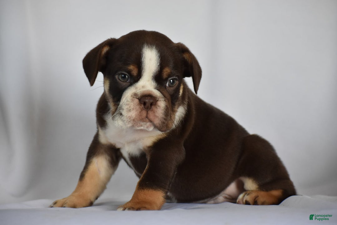 Beabull dogs for sale: Winston - Image 14