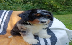 Mini Bernedoodle dogs for sale: Pizza - Image 5