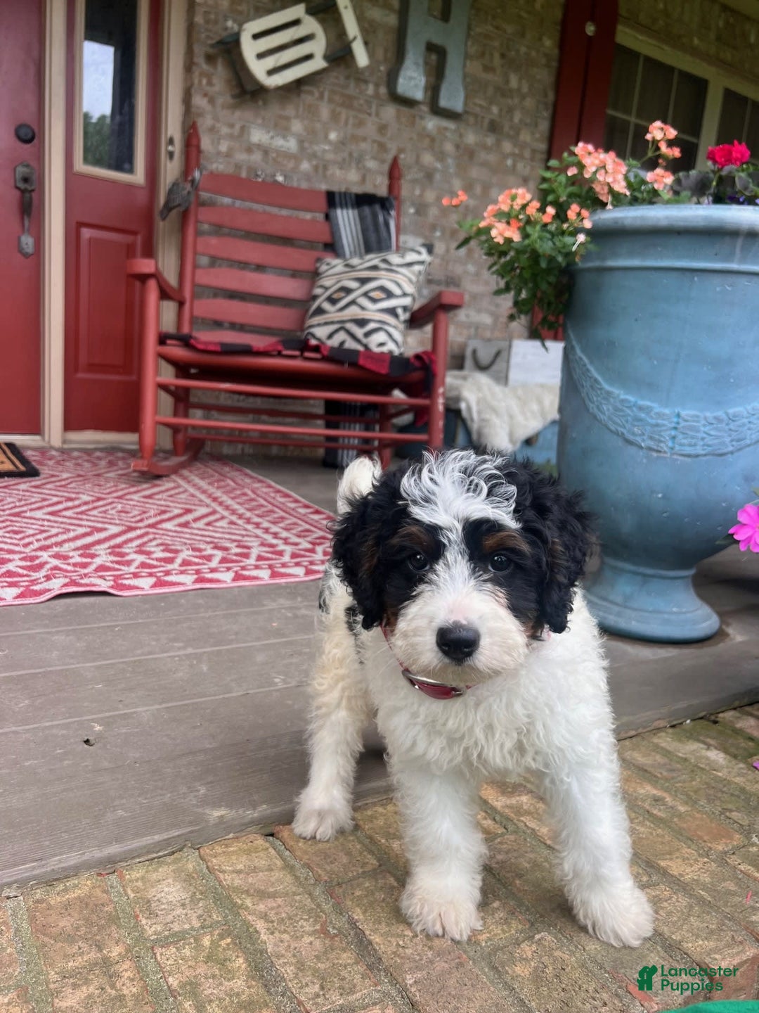 Mini Bernedoodle dogs for sale: ben - Image 6