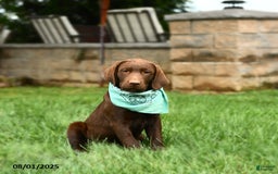 Labrador Retriever dogs for sale: Whimsy - Image 4