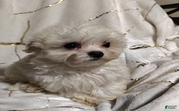 Morkie dogs for sale: Lilly - Image 10