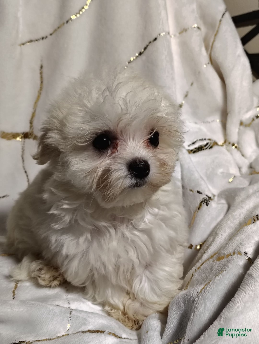 Morkie dogs for sale: Lilly - Image 10