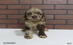 Cockapoo dogs for sale: Randy - Image 1
