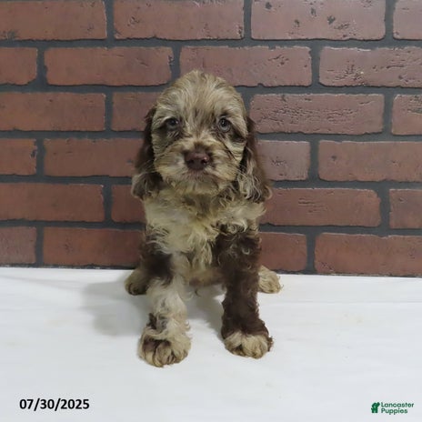 Cockapoo dogs for sale - Ad 5