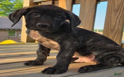 English Mastiff dogs for sale: Jax - Image 3
