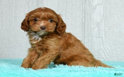 Cavapoo dogs for sale: Layla - Image 8