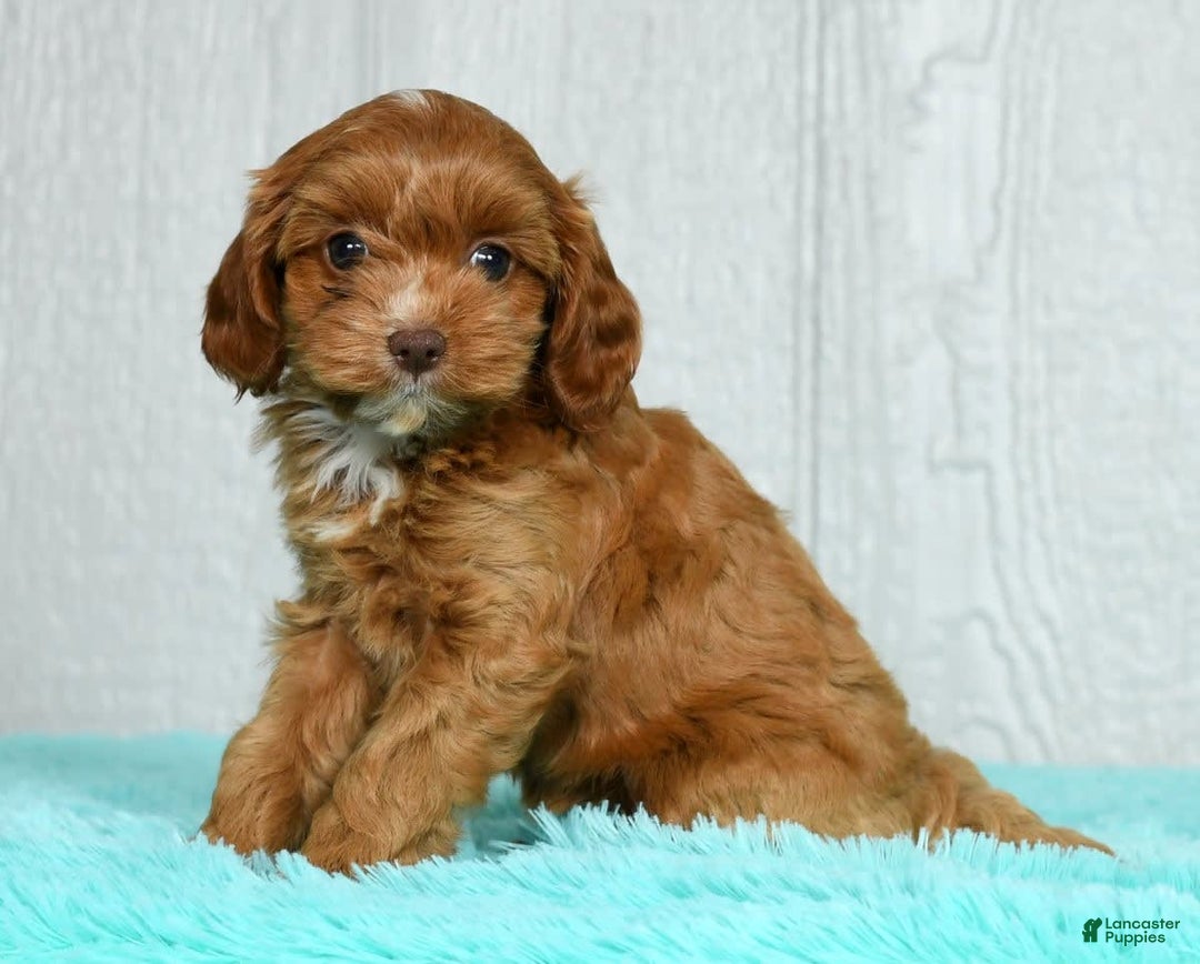 Cavapoo dogs for sale: Layla - Image 8