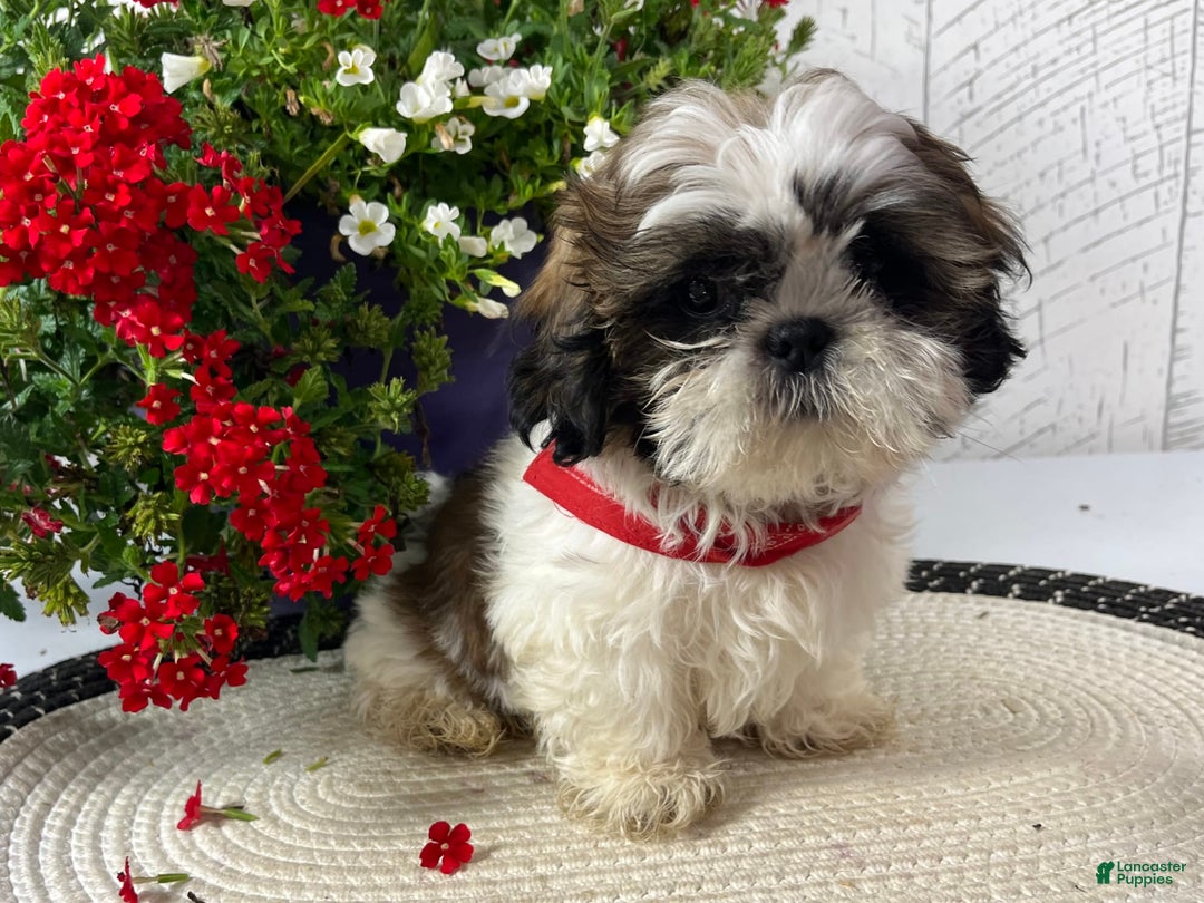Shih Tzu dogs for sale: Freddy - Image 11