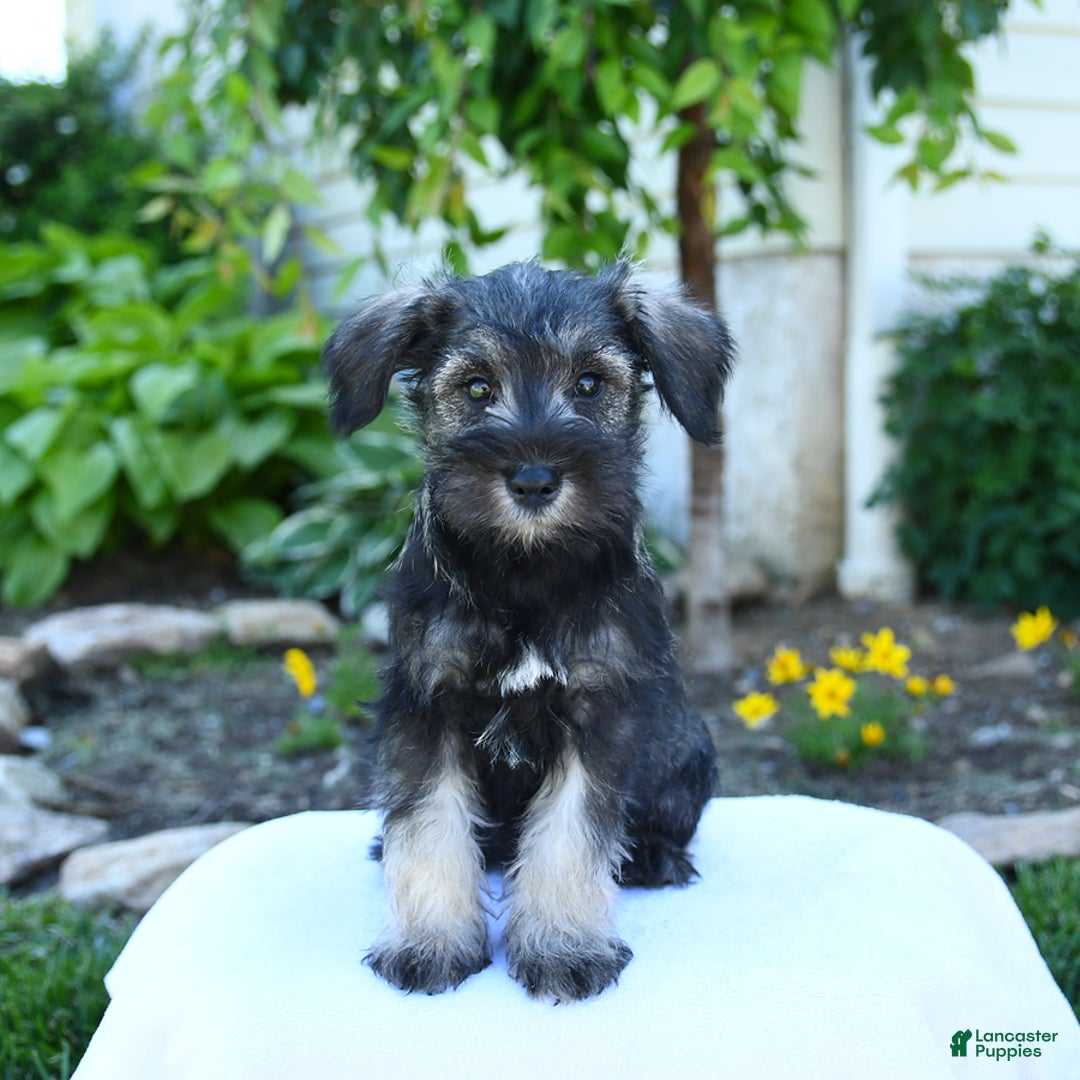 Miniature Schnauzer dogs for sale: Jett - Image 6