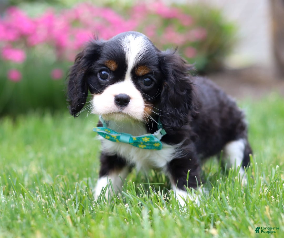 Cavalier King Charles Spaniel dogs for sale: Victor - Image 10