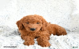 Mini Goldendoodle dogs for sale: French Fry - Image 2