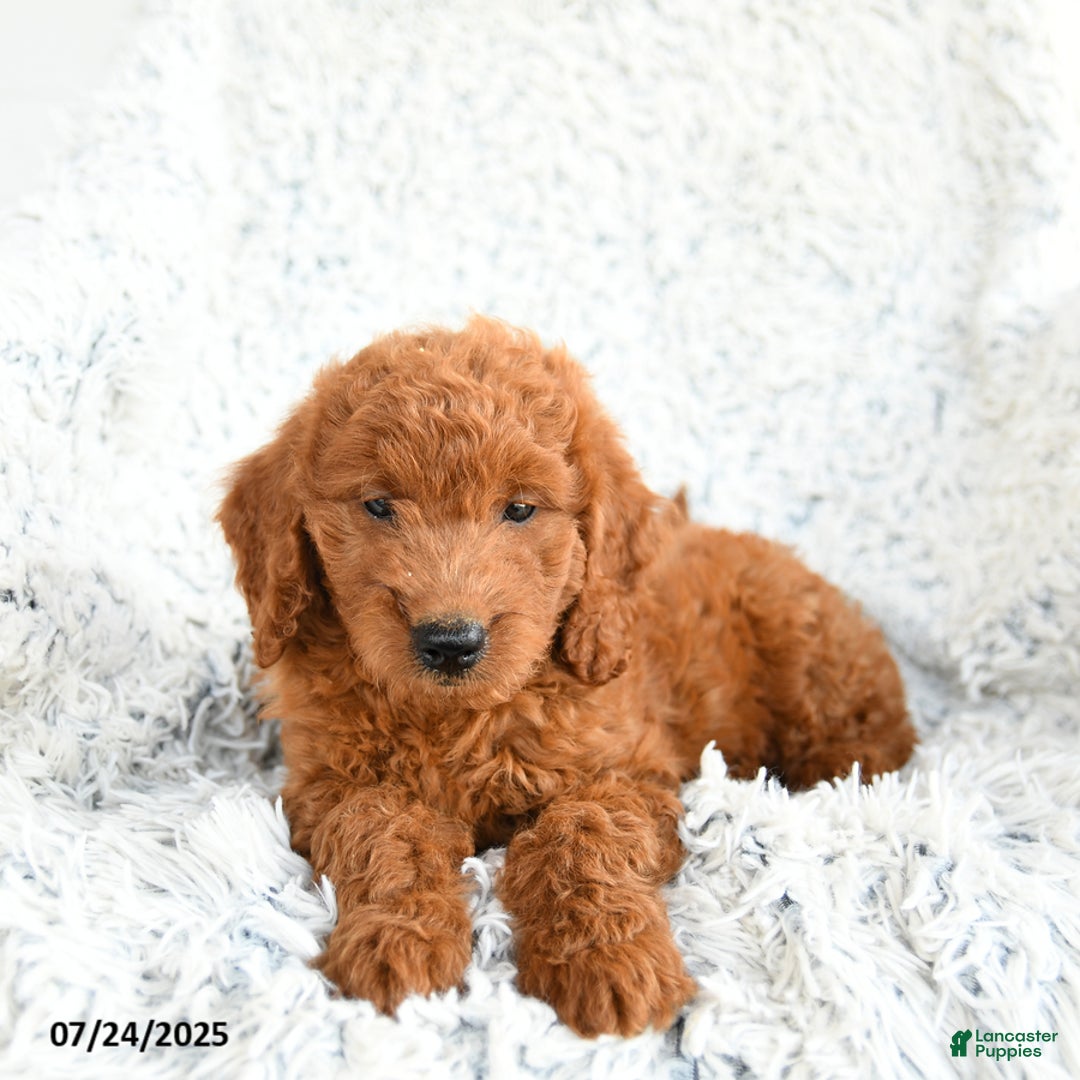 Mini Goldendoodle dogs for sale: French Fry - Image 2