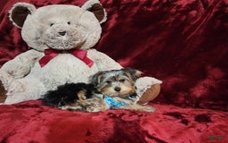 Yorkshire Terrier dogs for sale: LOUIE - Image 1