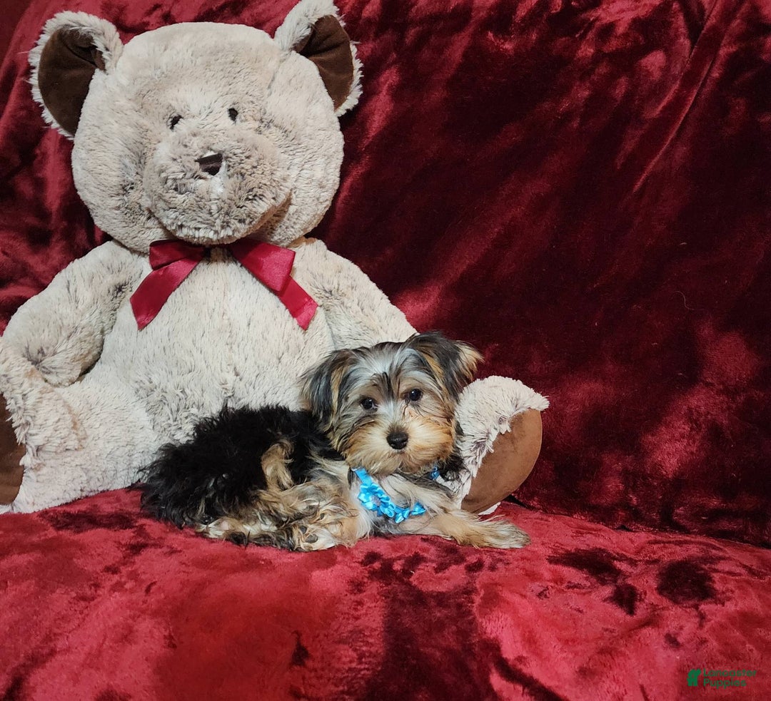 Yorkshire Terrier dogs for sale: LOUIE - Image 1
