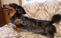 Miniature Dachshund dogs for sale: Gloria - Image 18