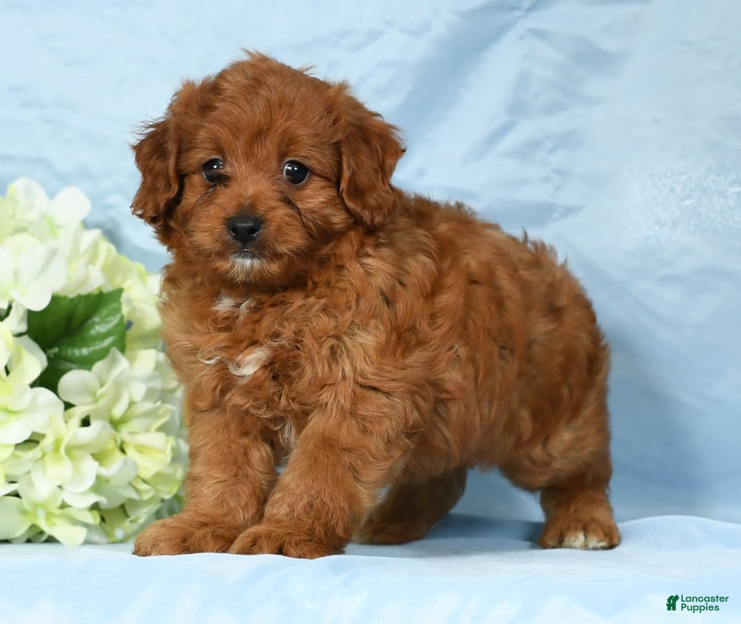 Cavapoo dogs for sale: Tinker - Image 7