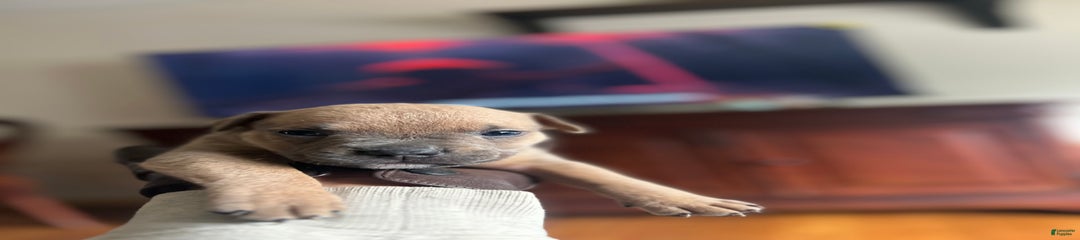 Koyote
