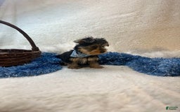 Morkie dogs for sale: Hudson James - Image 3