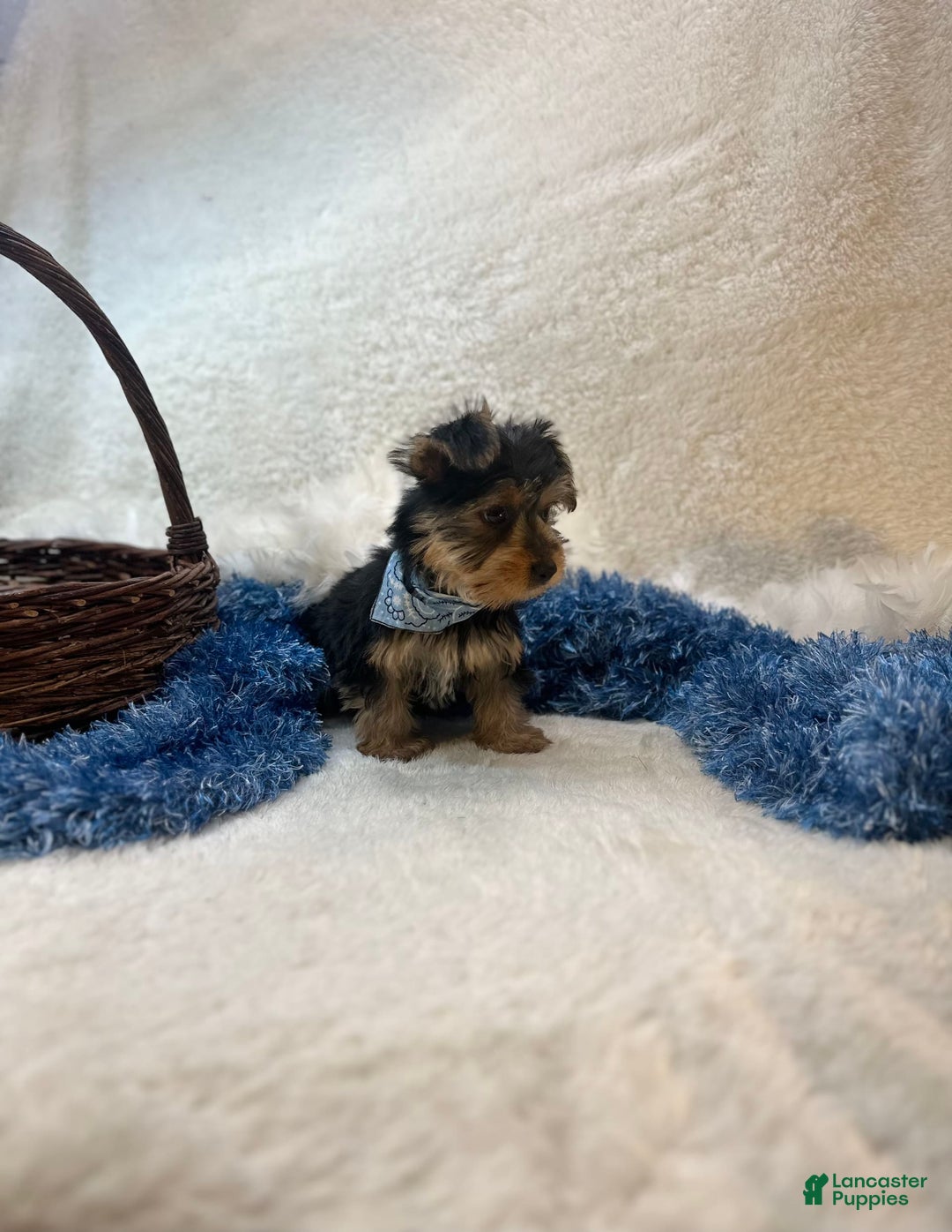 Morkie dogs for sale: Hudson James - Image 3