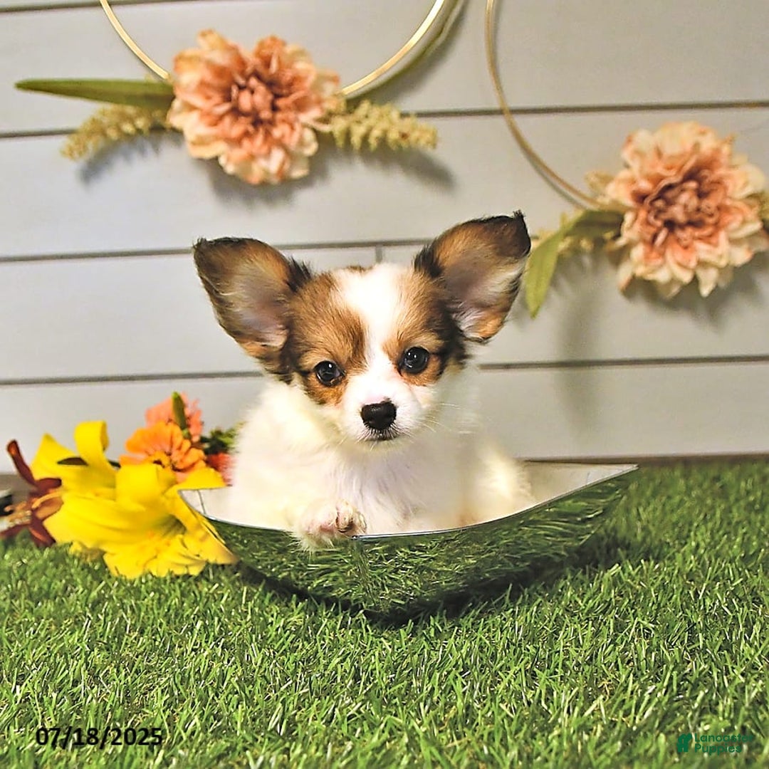 Papillon dogs for sale: Brett - Image 9