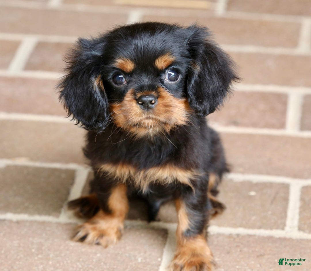 Cavalier King Charles Spaniel dogs for sale: Bentley - Image 22